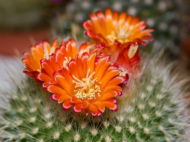 Kvetoucí kaktus